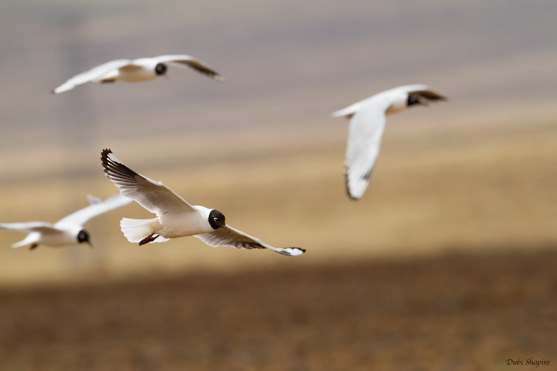 Andean Gull 