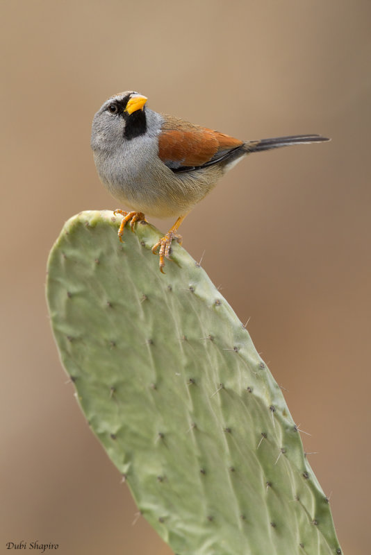 Great Inca-finch 