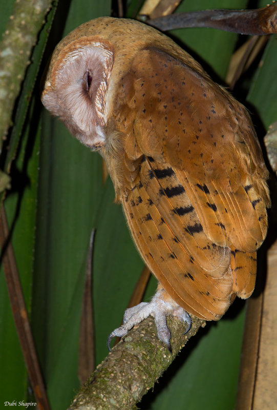 Madagascar Red Owl