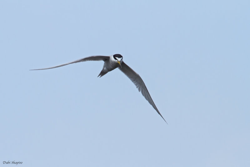 Peruvian Tern 