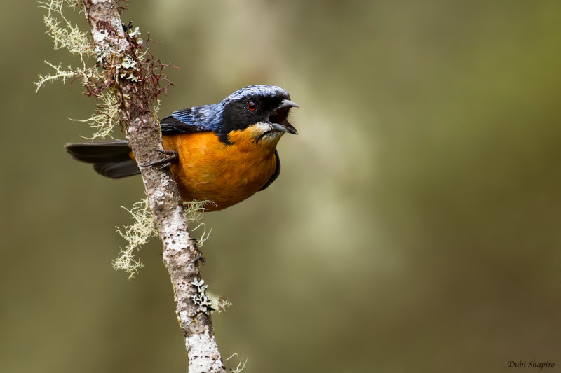 Chestnut-bellied Mountain-tanager 