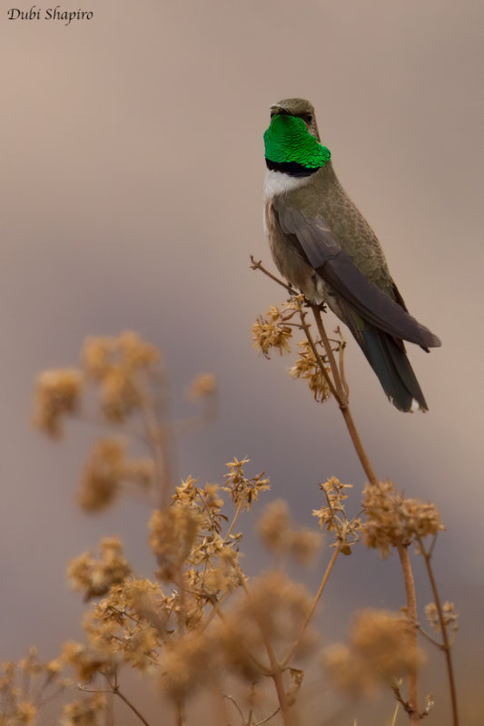 Andean Hillstar