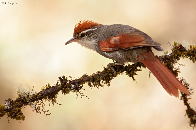 Barons Spinetail 