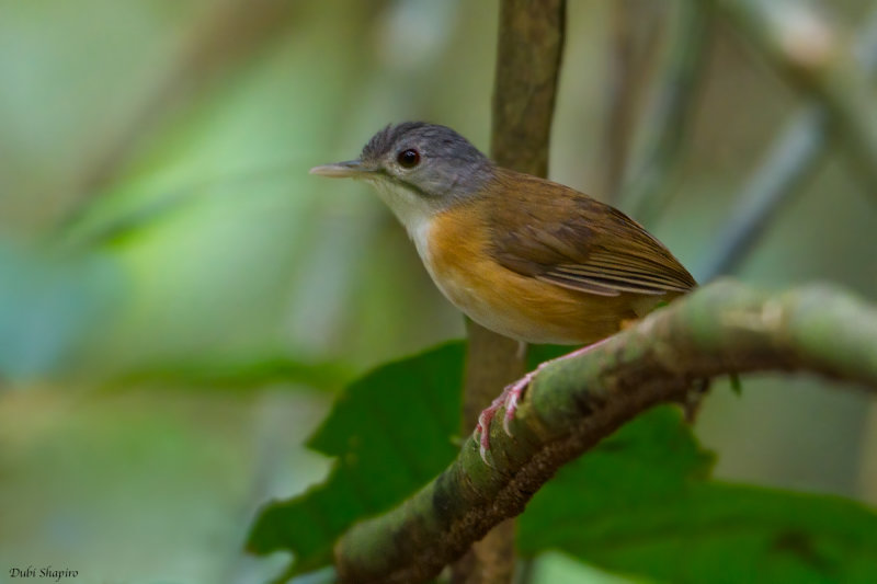 Ashy-crowned  Babbler