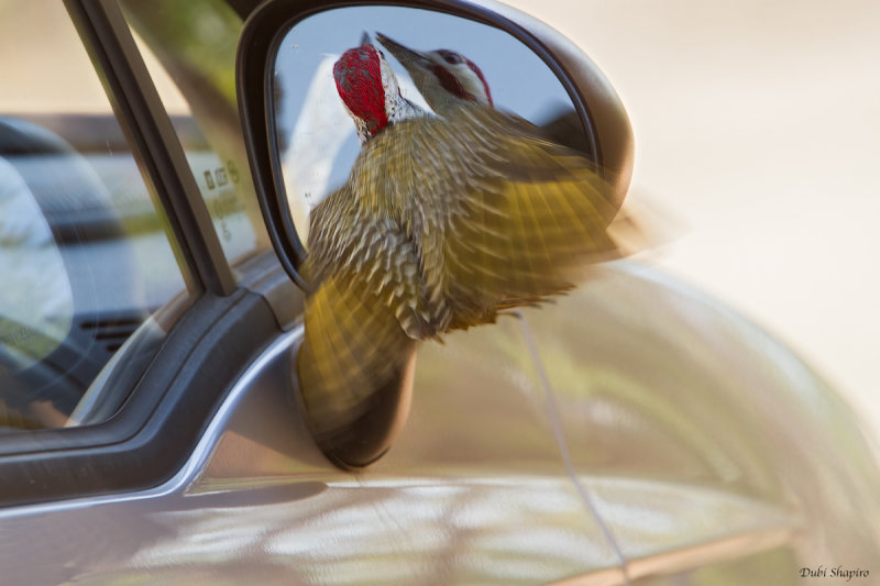 Bennett's Woodpecker vs Car mirror