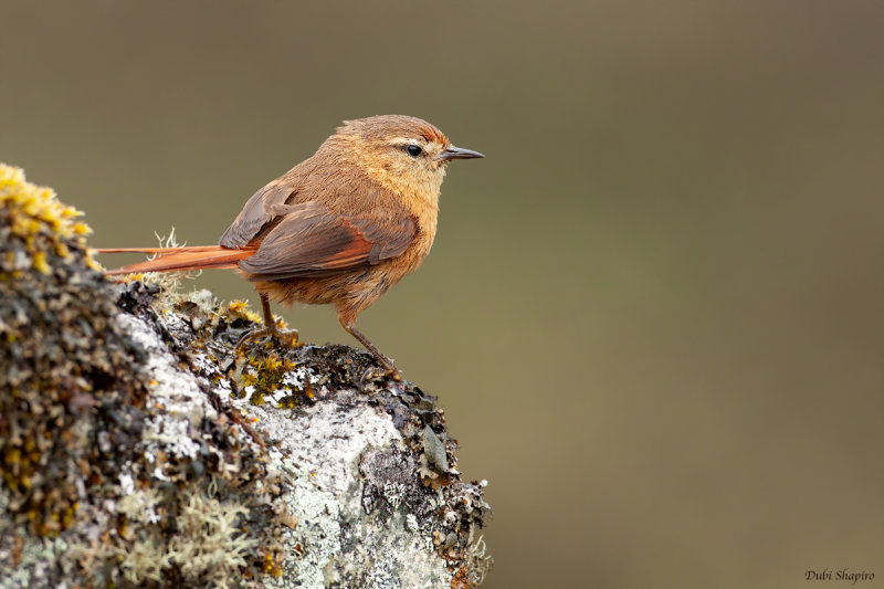 Tawny Tit-Spinetail 