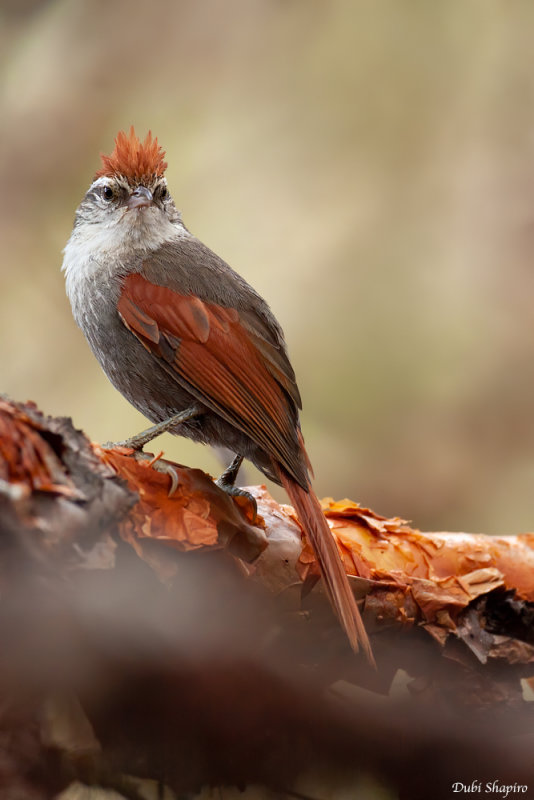 Baron's Spinetail 