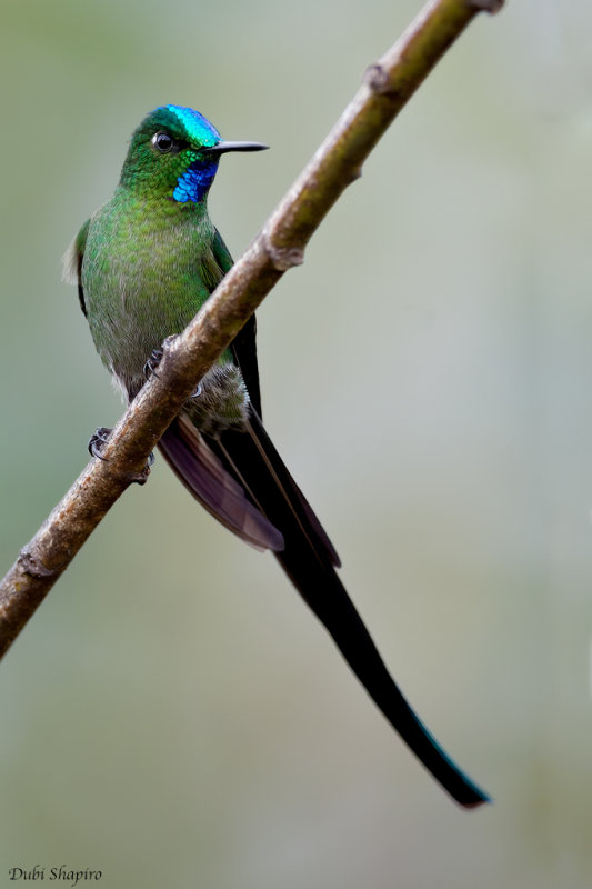 Long-tailed Sylph