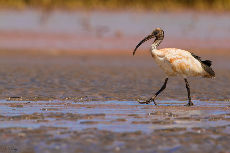 Madagascar Sacred Ibis 