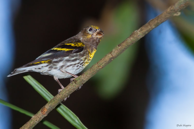 Indonesian Serin