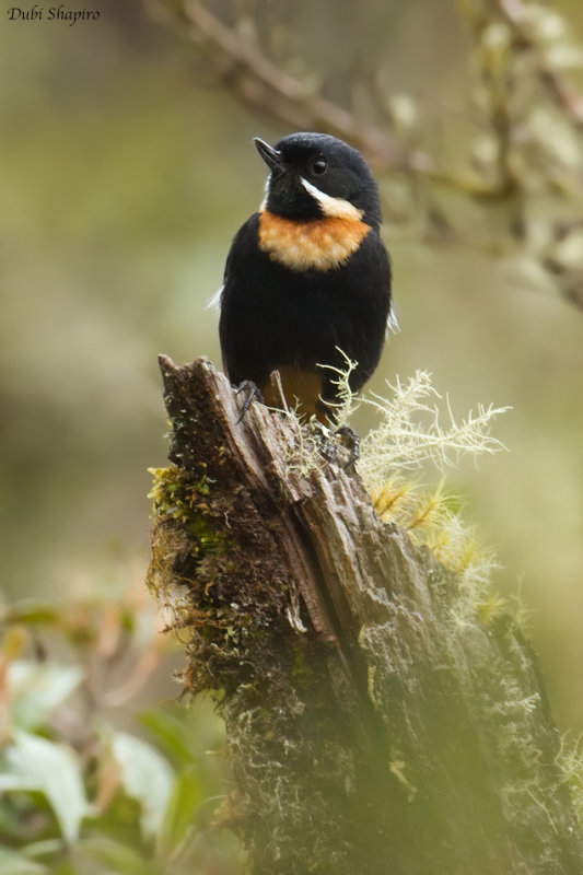 Moustached Flowerpiercer 