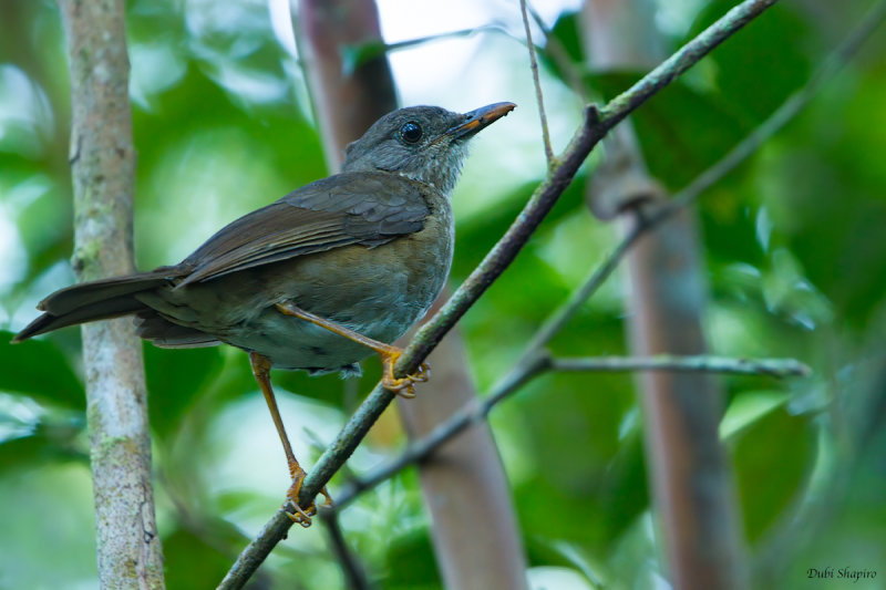 Comoro Thrush 