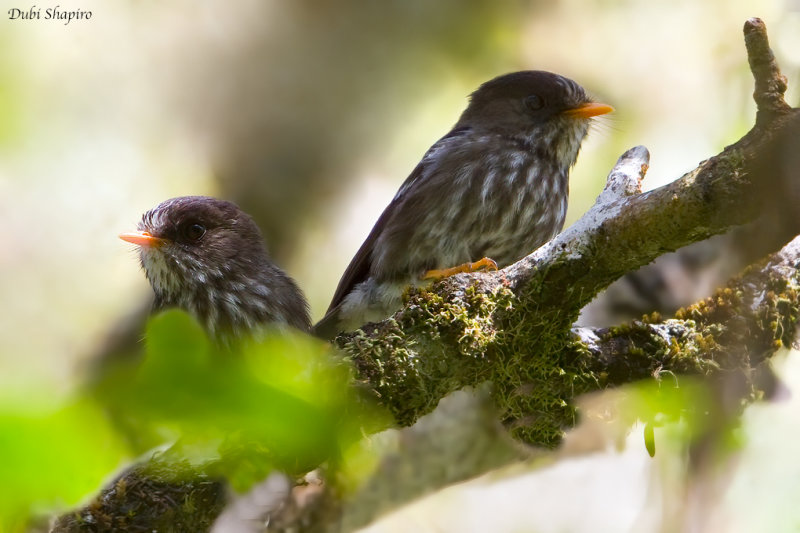 Humblot's Flycatcher 