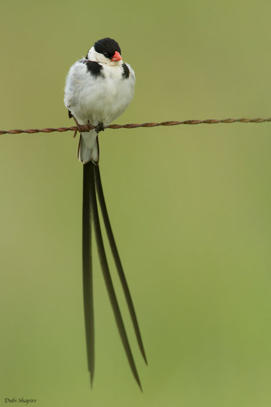 Pin-tailed Whydah 