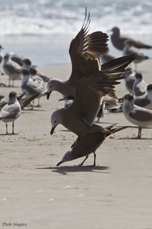 Gray Gull