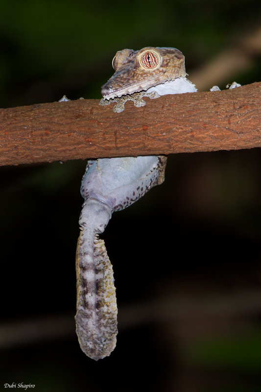 Madagascar Tree Lizard