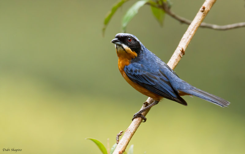 Chestnut-bellied Mountain-tanager