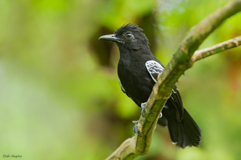 Castelnau's Antshrike 