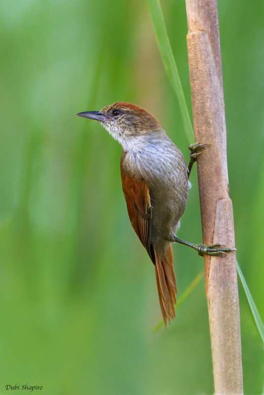 Parker's Spinetail