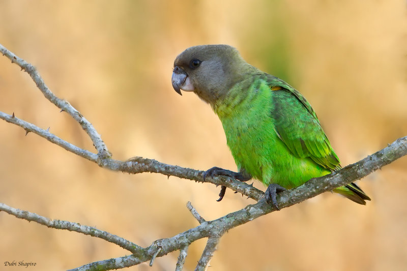 Brown-headed Parrot 