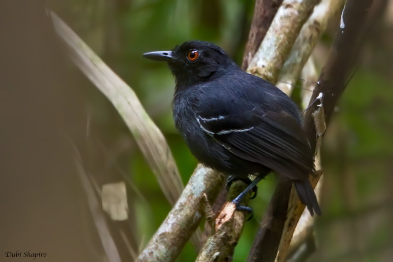 Black-tailed Antbird 