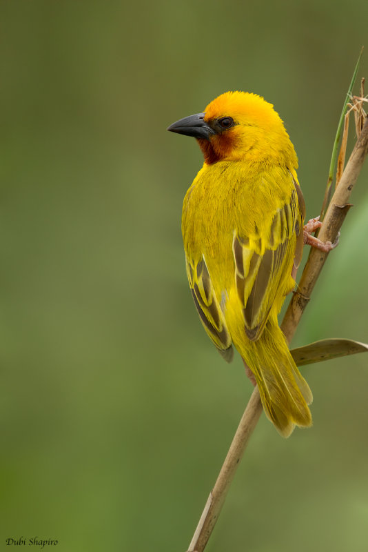 Southern Brown-throated Weaver 