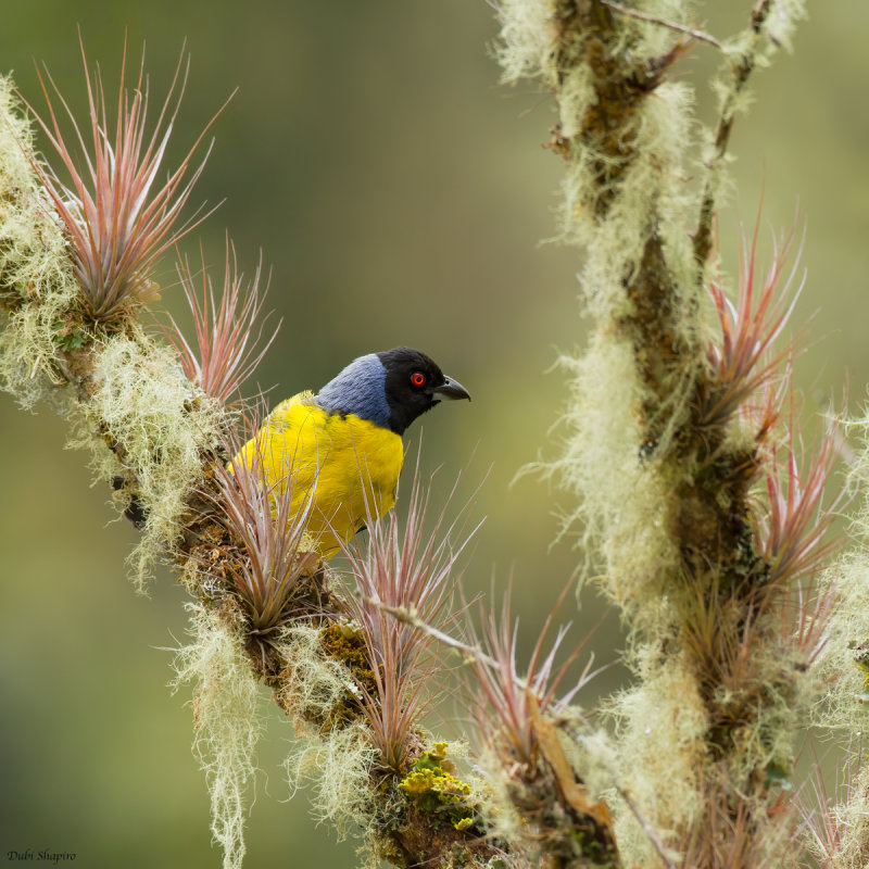 Hooded Mountain-Tanager 