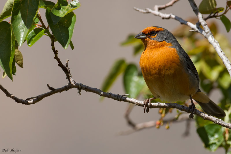 Cochabamba Mountain-Finch 