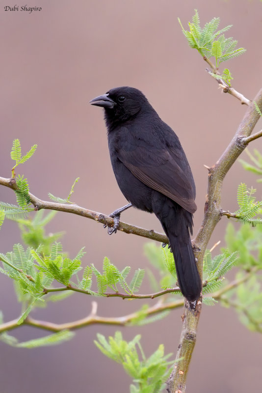 Bolivian Blackbird 