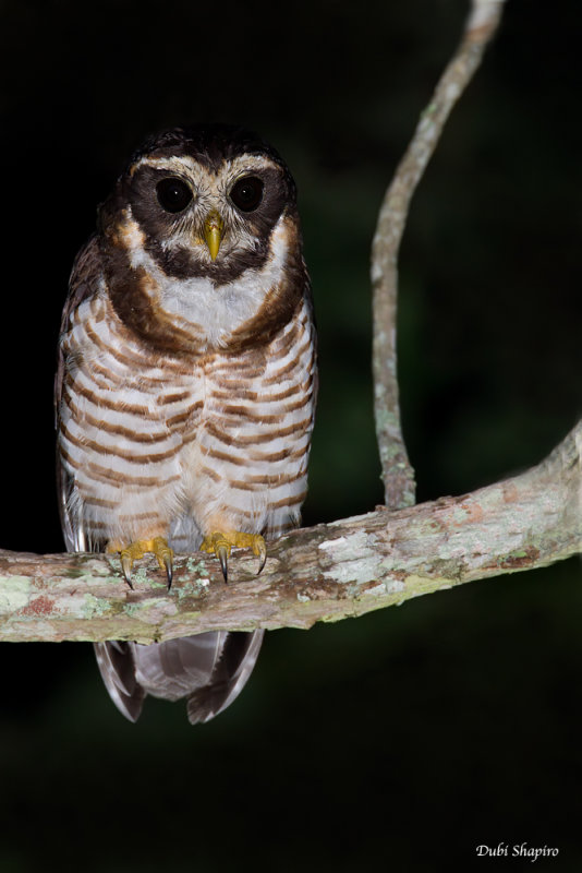 Band-bellied Owl 