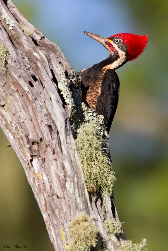 Lineated Woodpecker 