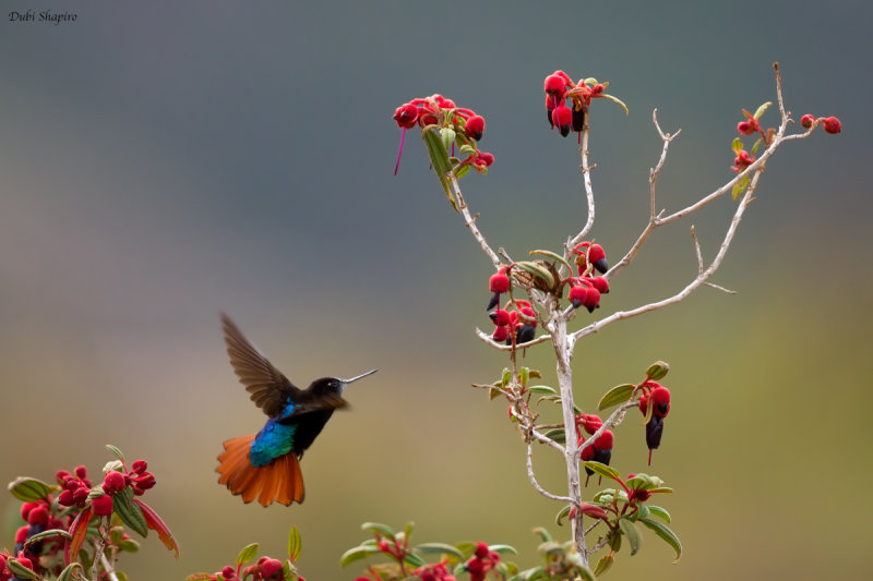 Black-Hooded Sunbeam 