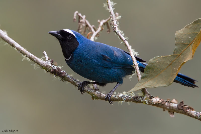 White-collared Jay 