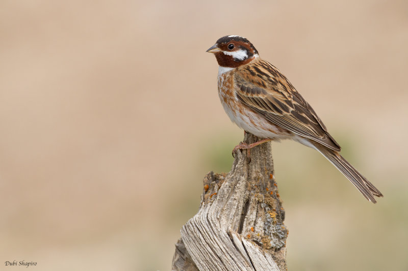 Pine Bunting 