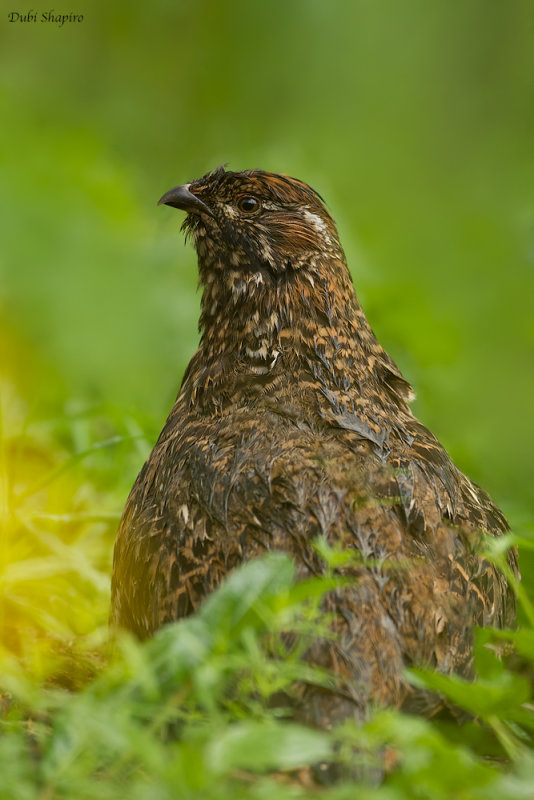 Chinese Grouse 