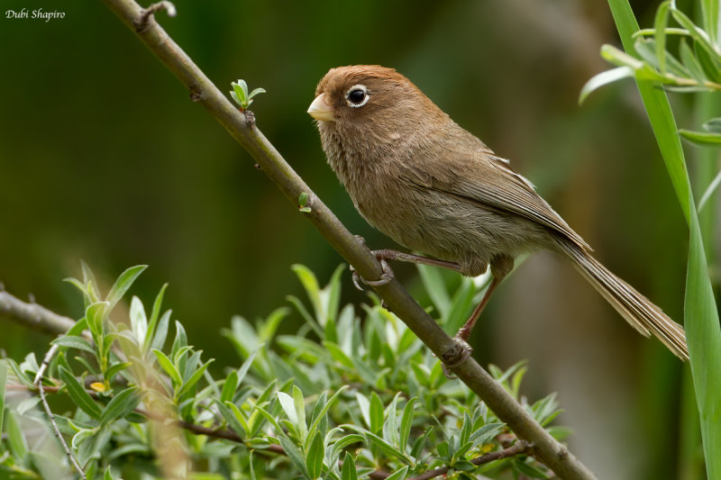  Spectacled Parrotbill 