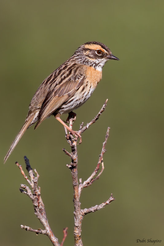 Rufous-breasted Accentor 