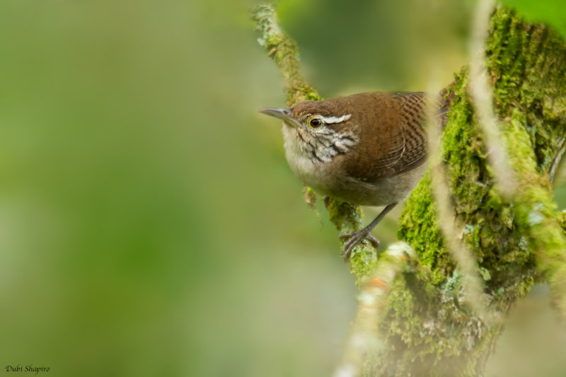 Niceforo's Wren 