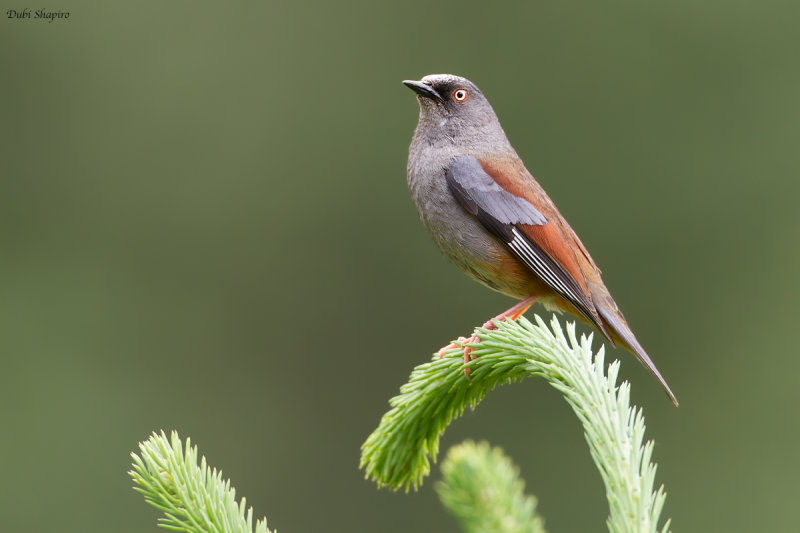 Maroon-backed Accentor 