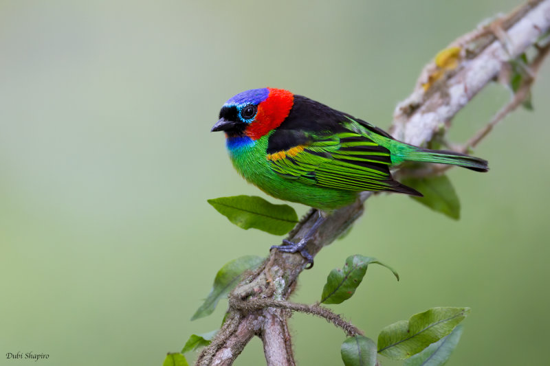 Red-necked Tanager 