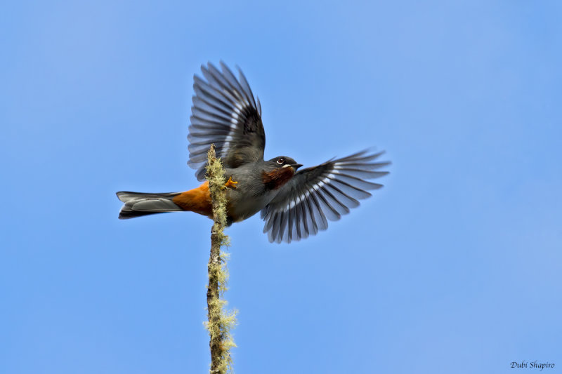 Rufous-throated Solitaire 