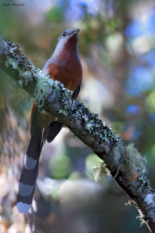 Bay-breasted Cuckoo 