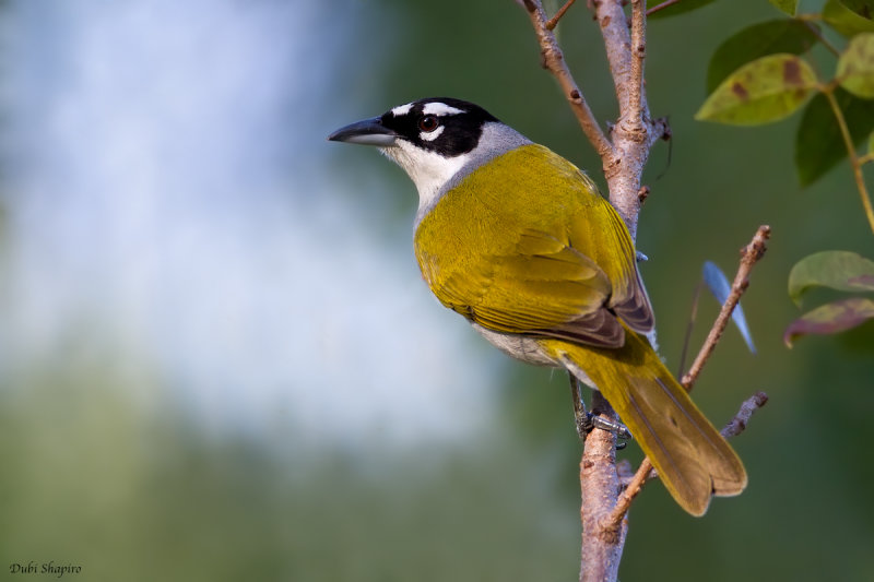 Black-crowned Palm-tanager 