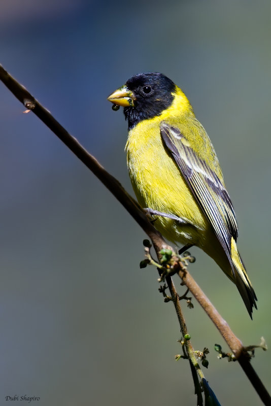 Antillean Siskin 