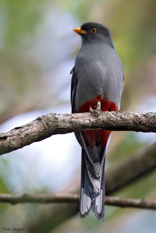 Hispaniolan Trogon 