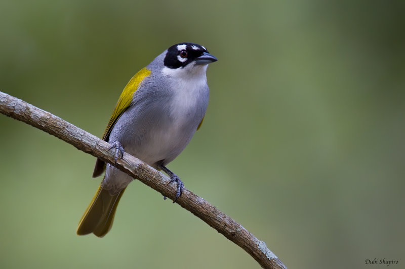 Black-crowned Palm-tanager 