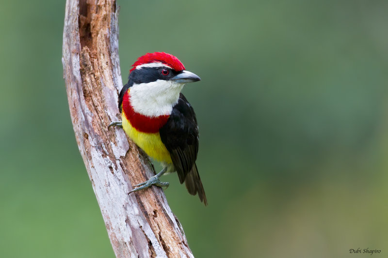 Scarlet-banded Barbet 