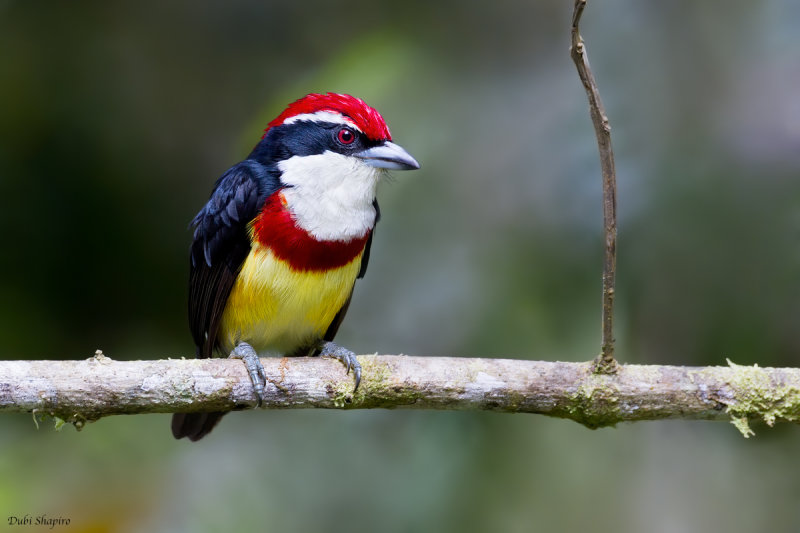 Scarlet-banded Barbet