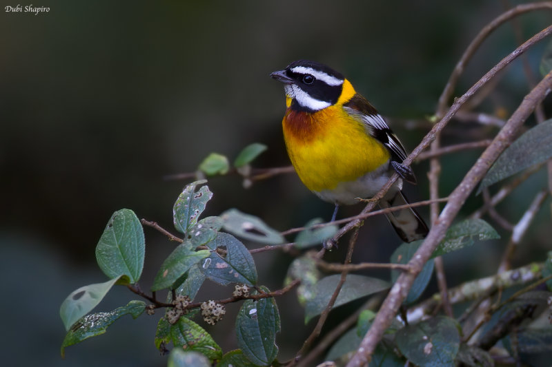 Hispaniolan Spindalis 