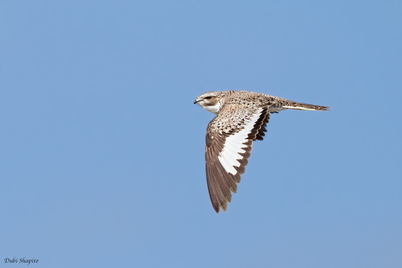 Sand-colored Nighthawk